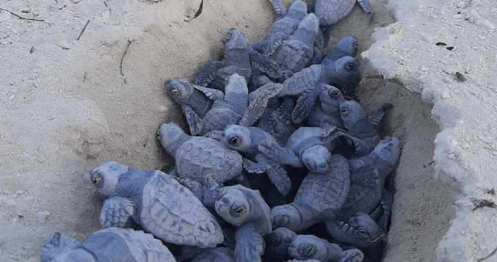 Les premiers œufs de tortues ont éclos à MSC Ocean Cay